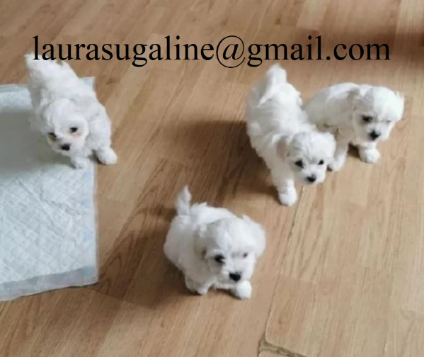 meraviglioso maltese toy cuccioli 