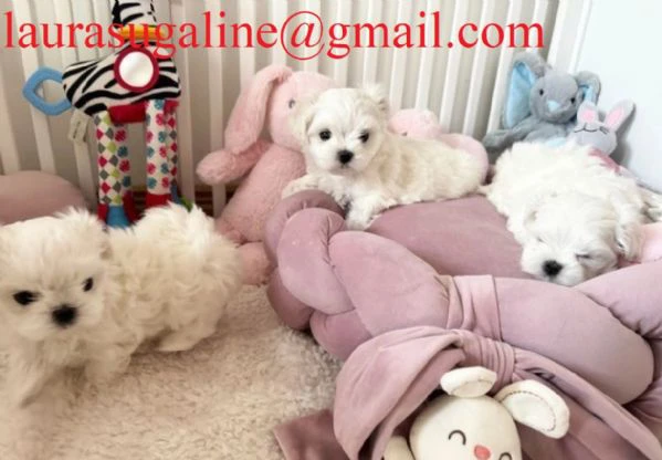 meraviglioso maltese toy cuccioli 