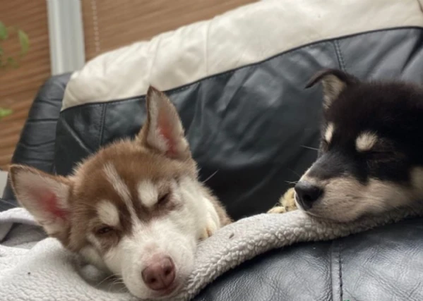 cucciolo di husky per adozione | Foto 1