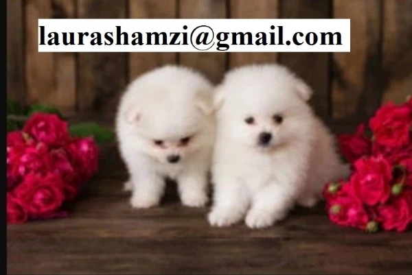 cucciolo di pomerania toy per adozione | Foto 1
