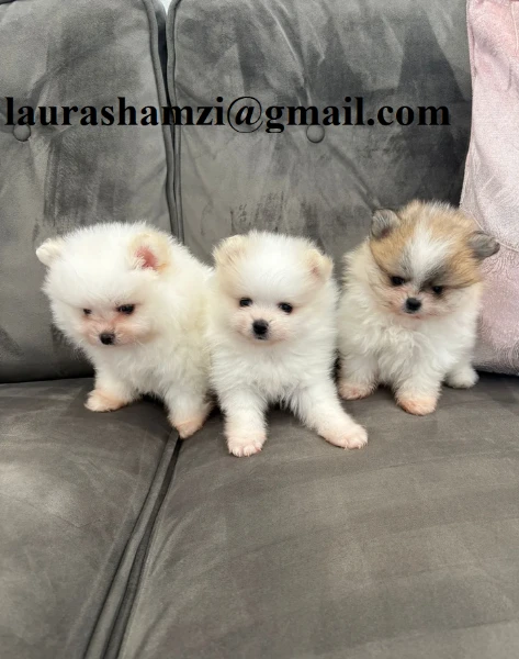 cucciolo di pomerania toy per adozione | Foto 0