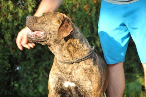 mastino sudafricano – cuccioli di boerboel | Foto 6