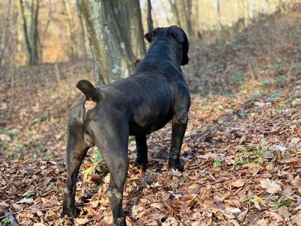 mastino sudafricano – cuccioli di boerboel | Foto 5