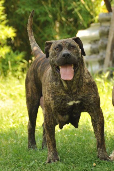 mastino sudafricano – cuccioli di boerboel | Foto 4