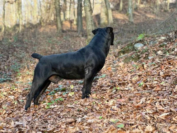 mastino sudafricano – cuccioli di boerboel | Foto 3