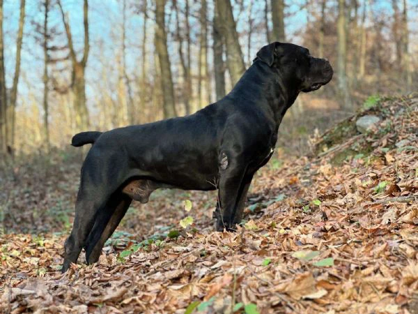 mastino sudafricano – cuccioli di boerboel | Foto 2