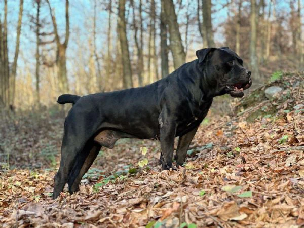 mastino sudafricano – cuccioli di boerboel | Foto 1