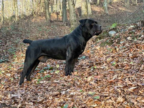 mastino sudafricano – cuccioli di boerboel | Foto 0