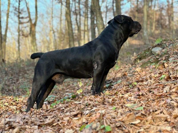 mastino sudafricano – cuccioli di boerboel