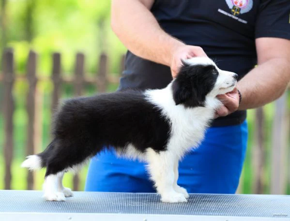 cuccioli di border collie | Foto 6