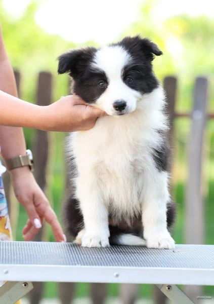 cuccioli di border collie | Foto 5