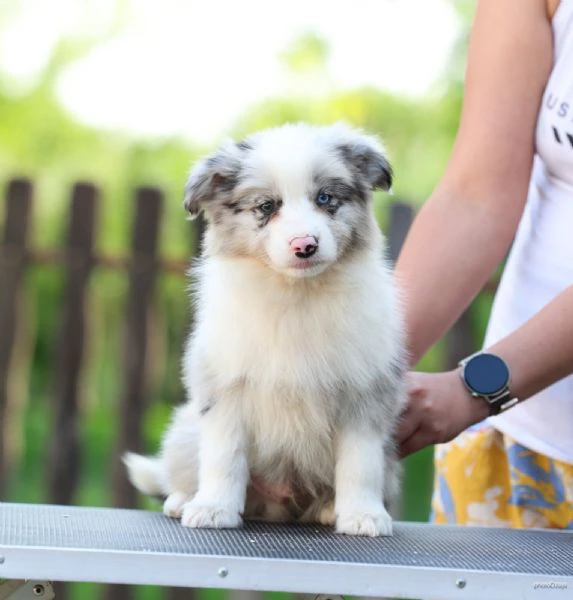 cuccioli di border collie | Foto 4