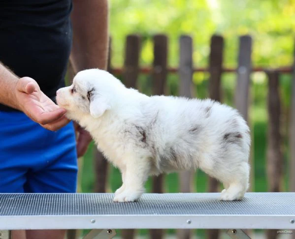 cuccioli di border collie | Foto 3