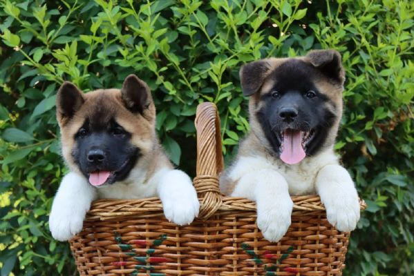 cuccioli di akita americano | Foto 6