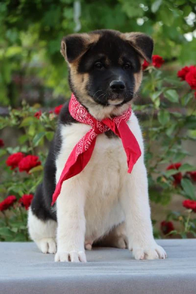 cuccioli di akita americano | Foto 5