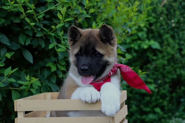 cuccioli di akita americano | Foto 2