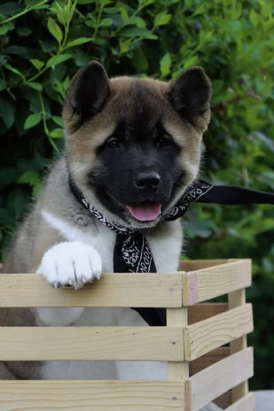 cuccioli di akita americano | Foto 1
