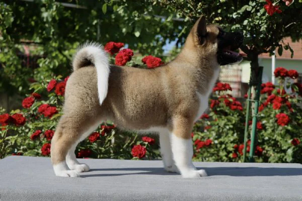 cuccioli di akita americano | Foto 0