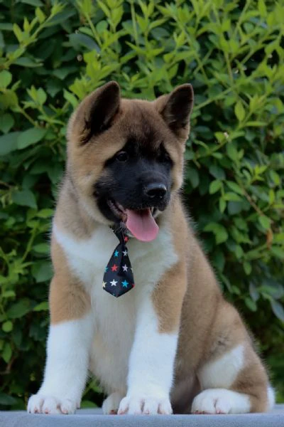 cuccioli di akita americano