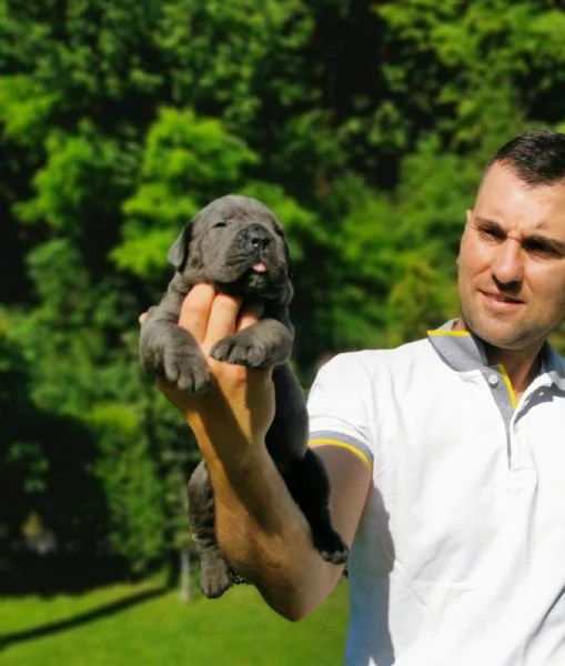 cucciola femmina di cane corso | Foto 5