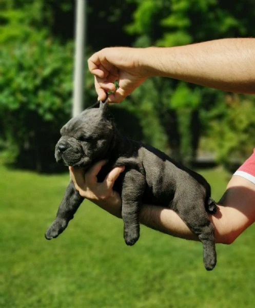 cucciola femmina di cane corso | Foto 4