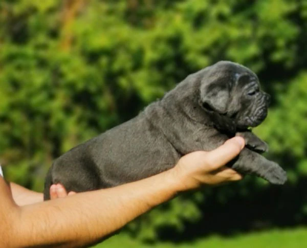 cucciola femmina di cane corso | Foto 3