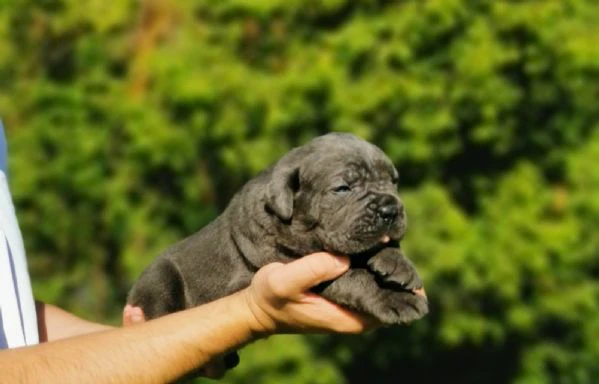 cucciola femmina di cane corso