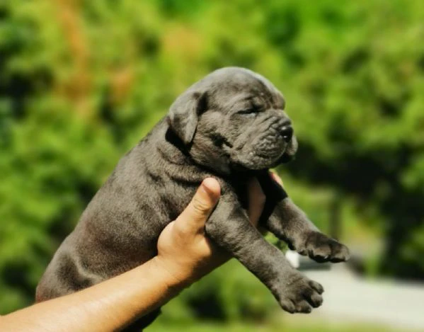 cucciola femmina di cane corso | Foto 1