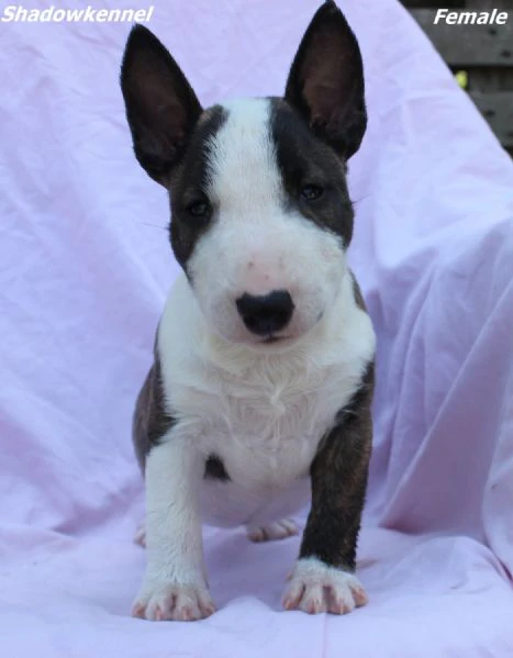 mini bull terrier – bellissimi cuccioli | Foto 5
