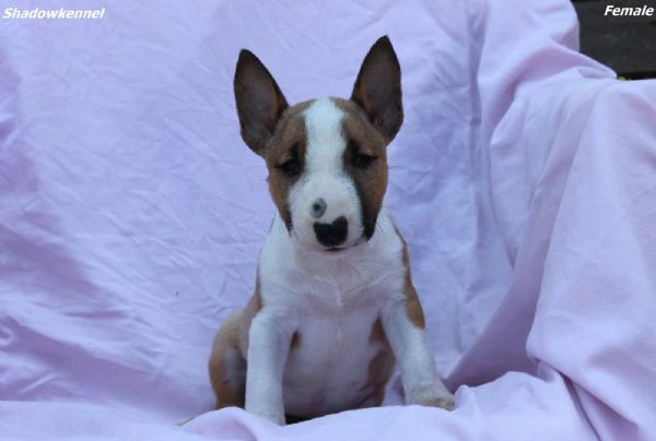 mini bull terrier – bellissimi cuccioli | Foto 4