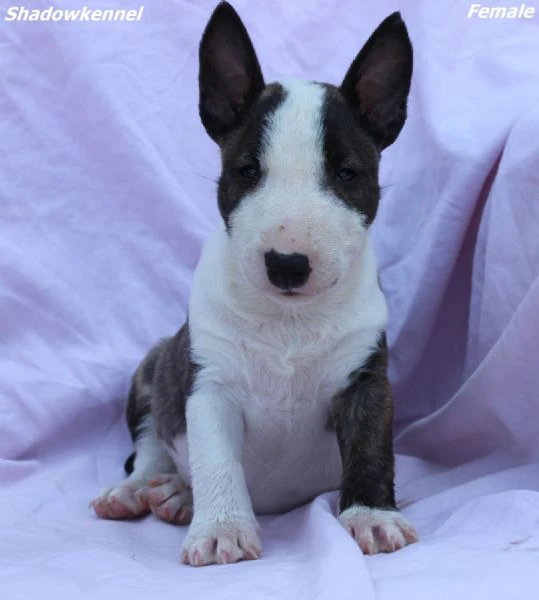 mini bull terrier – bellissimi cuccioli | Foto 2