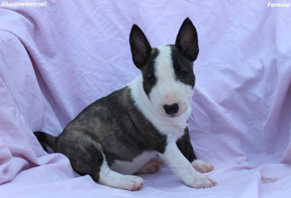 mini bull terrier – bellissimi cuccioli