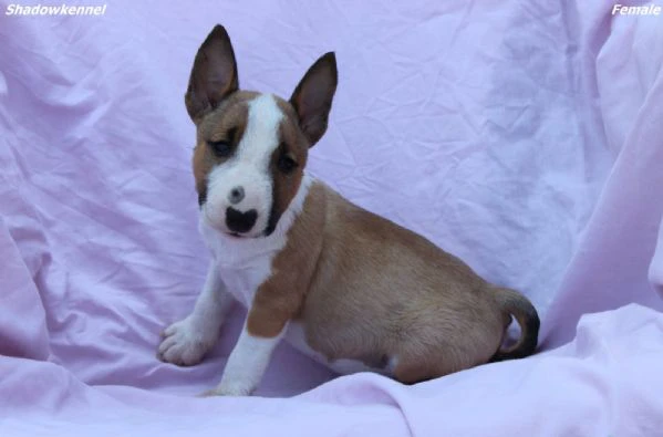 mini bull terrier – bellissimi cuccioli | Foto 1