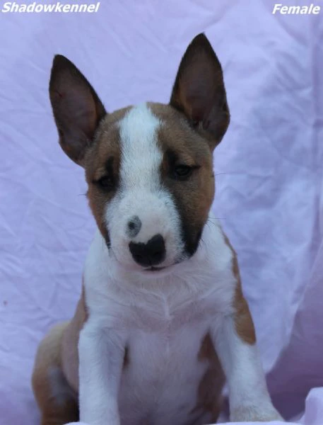 mini bull terrier – bellissimi cuccioli | Foto 0