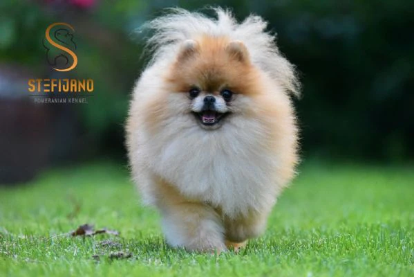 cuccioli di pomeranian boo | Foto 5
