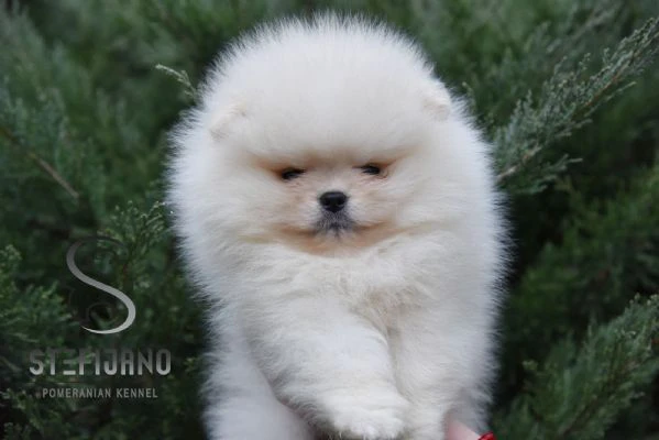 cuccioli di pomeranian boo | Foto 3