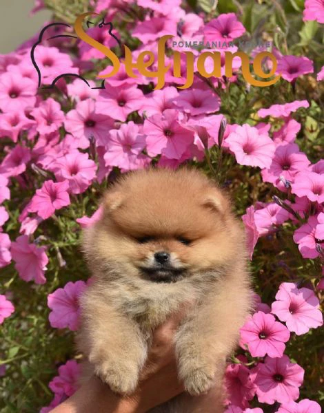 cuccioli di pomeranian boo | Foto 2