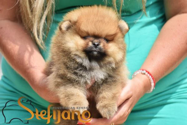 cuccioli di pomeranian boo | Foto 1