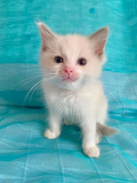disponibile cucciolo di ragdoll | Foto 2