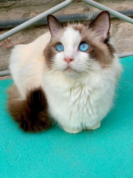 disponibile cucciolo di ragdoll | Foto 1