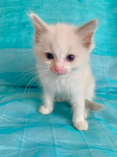 disponibile cucciolo di ragdoll