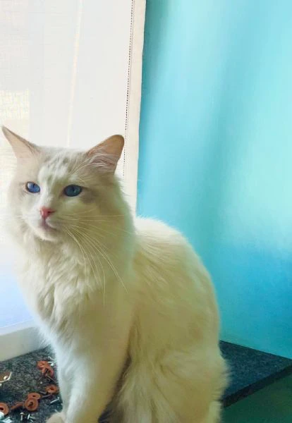 disponibile cucciolo di ragdoll | Foto 0