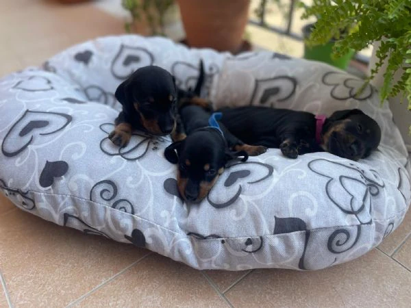 bellissimi cuccioli di bassotto tedesco nano