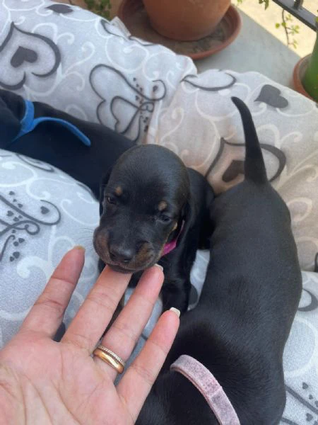 bellissimi cuccioli di bassotto tedesco nano | Foto 3