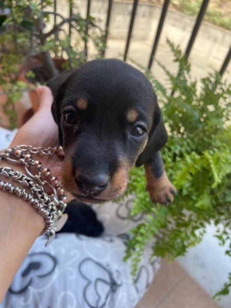 bellissimi cuccioli di bassotto tedesco nano | Foto 2
