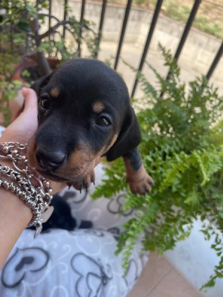 bellissimi cuccioli di bassotto tedesco nano | Foto 1