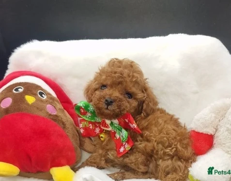 piccolo barboncino toy per natale