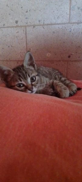 gattini abbandonati 