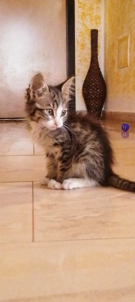 gattini abbandonati  | Foto 2