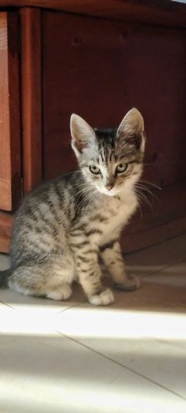 gattini abbandonati  | Foto 1